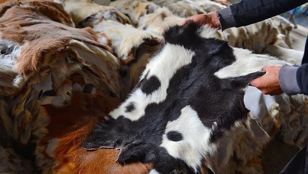 Kurban Bayramı`nda toplanan deriler ekonomiye kazandırılacak