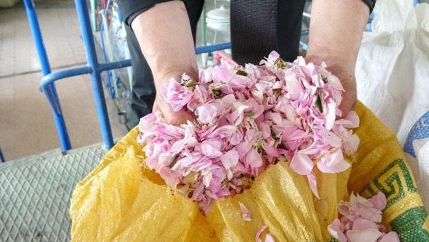 Isparta`nın pembe hazinesi: 4 ton gülden elde edilen yağın kilosu 640 bin liraya satışa çıkarıldı