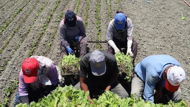 Yargıtay`dan çalışanları ilgilendiren emsal karar: Tarım işçilerine tazminat müjdesi