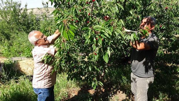 Kiraz bahçelerinde kriz: Günlük 3 bin TL`ye çalıştıracak eleman yok!