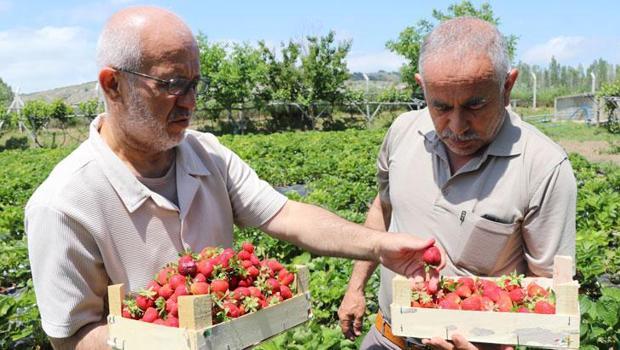 Emekli müdür babasından kalma arazide devlet desteğiyle çilek üretiyor