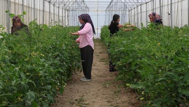 Kimse inanmadı, kadınların azmi başardı! Çorak topraklar servet üreten bahçelere dönüştü