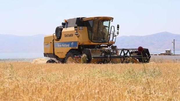 Yılın ilk hasadı başladı ama çiftçi hayal kırıklığı yaşadı! Beklenmeyen kayıp