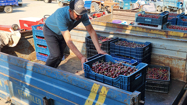 Napolyon kirazında fiyatlar 15 TL`ye kadar düştü! Üreticiler tedirgin