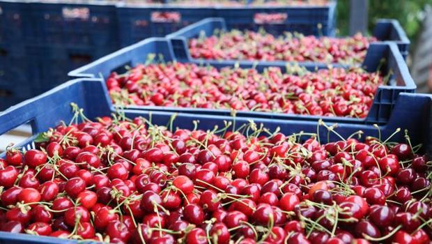 Batı Akdeniz`de 40,6 milyon dolarlık kiraz ve vişne ihracatı yapıldı