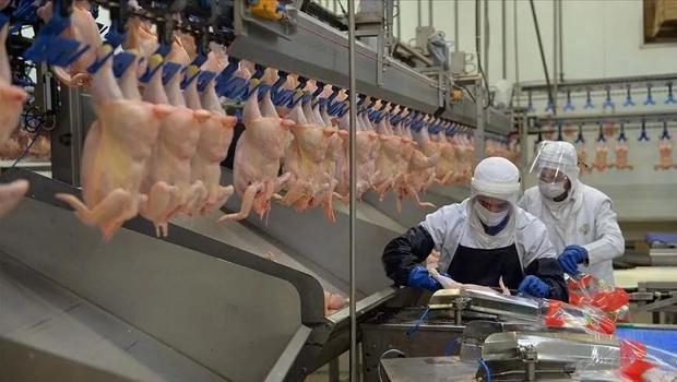 Tavuk eti üretimi yıllık bazda yüzde 16,3 azaldı