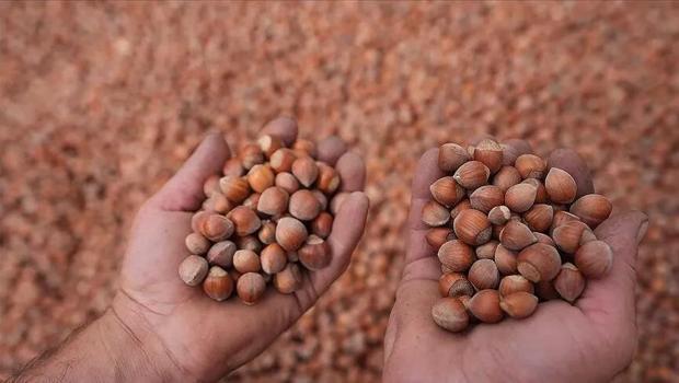 Ordu`da fındıkta işçi yevmiyesi ve diğer ücretler açıklandı