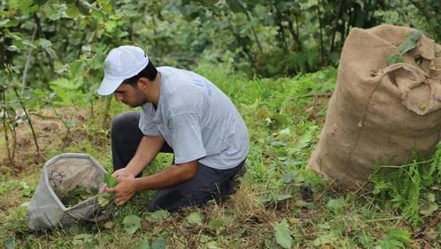 Giresun`da fındık işçi yevmiyesi bin 101 lira olarak belirlendi