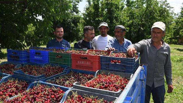 Napolyon kirazındaki verim üreticiyi memnun etti! |||Kirazlarımız çok güzel ve kaliteli|||