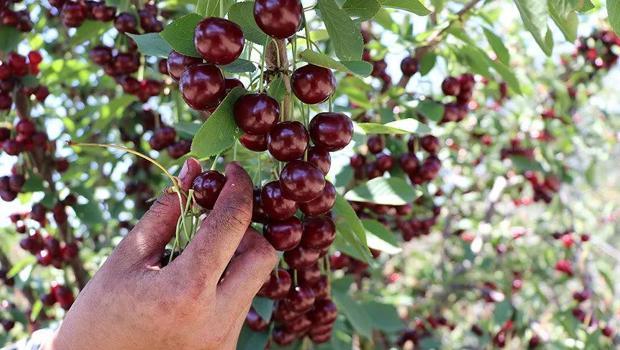 Türkiye`nin kiraz ve vişne ihracatı 100 milyon doları aştı