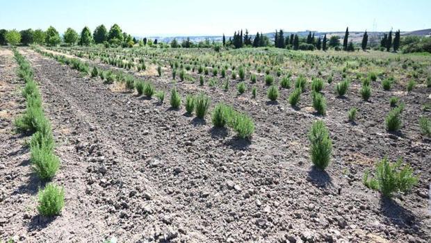Tıbbi ve aromatik meyveler orman köylüsüne gelir kapısı oluyor