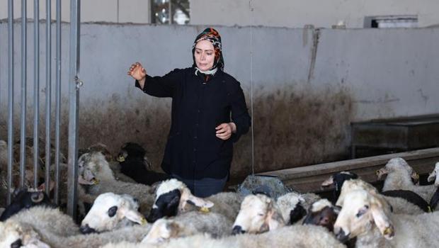 3 çocuk annesi, devlet desteğiyle 500 başlık çiftlik kurdu