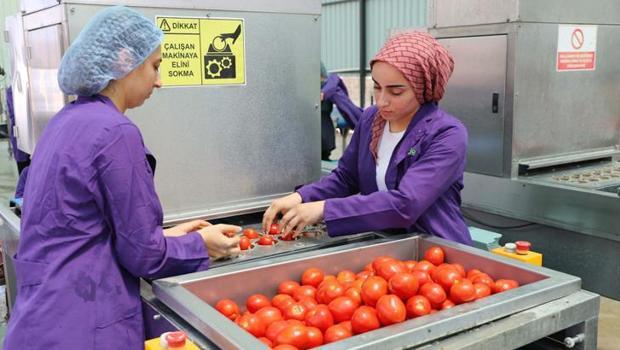 İzmir`de kuru domates mesaisi sürüyor