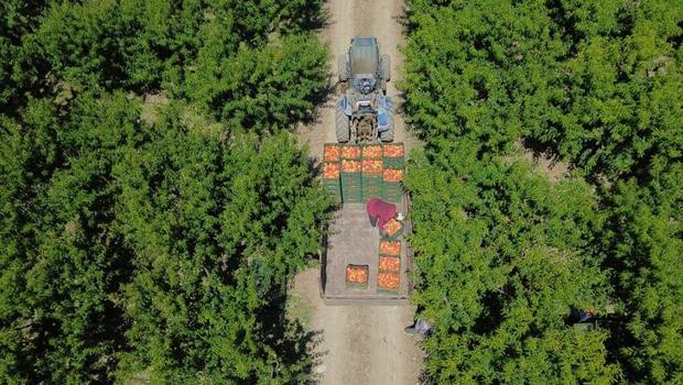 Bilecik`te şeftali hasadı başladı! 42 bin 500 ton rekolte bekleniyor