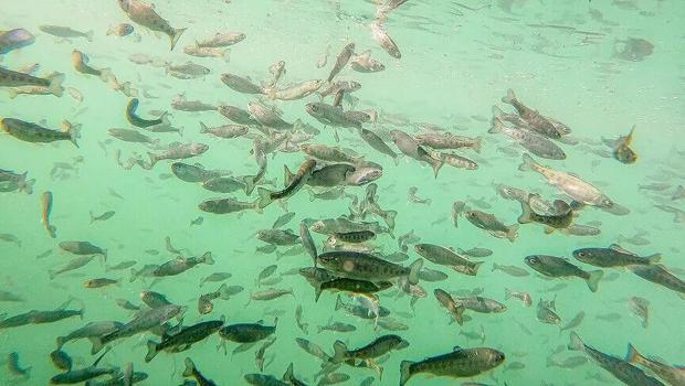 Doğu Karadeniz`in somon ihracatı 95 milyon doları aştı