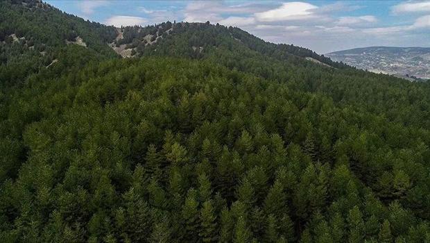 OGM ormanların korunmasına ve yönetimine yaklaşık 16,5 milyar lira harcadı