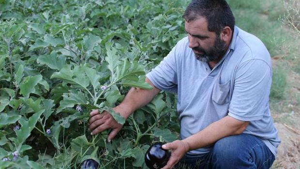 Safranbolu`da ata tohumlu organik üretim: Ürünler dalından sofraya gidiyor
