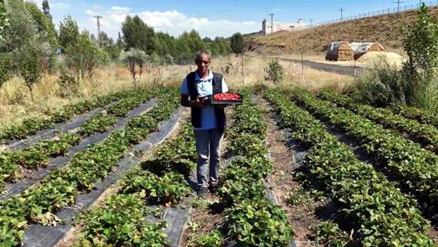 Devlet desteğiyle başladı, siparişlere yetişemez hale geldi! |||150-200 ton civarı bir çilek hasadı bekliyoruz|||