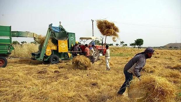 Tekirdağ`da tarım sigortasında rekor oran: Sigortalılık yüzde 80`i aştı