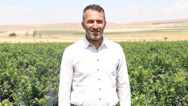 Akademisyen 17 bin saksıda yaban mersini yetiştiriyor