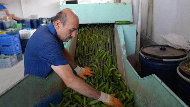 Çubuk`ta 45 çeşit turşu üretiliyor, ürünler 15 ülkeye ihraç ediliyor