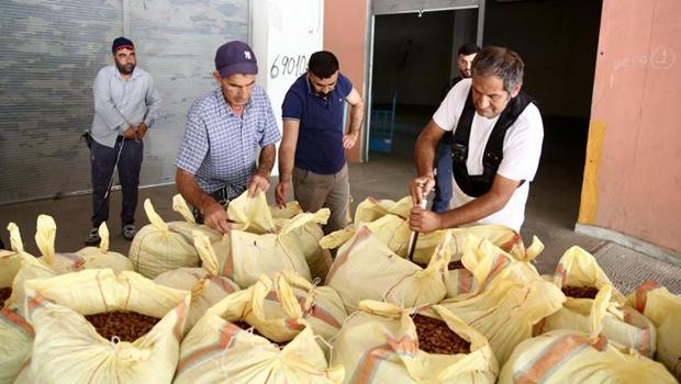 TMO, Ordu ve Giresun`da fındık alımlarına başladı