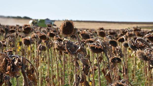 Türkiye’nin önemli ayçiçeği üretim merkezlerinden Edirne’de hasat başladı