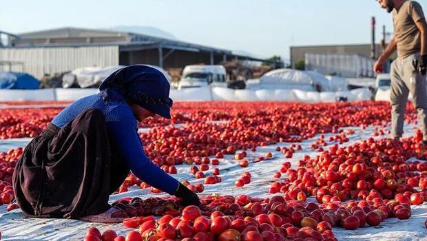 Meraya dökülen domateslerin sırrı çözüldü: Bakanlıktan açıklama