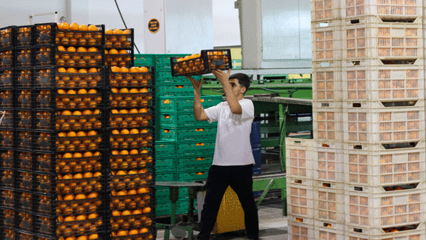 Türkiye`nin yaş meyve ihracatı 1 milyar dolar bandını aştı
