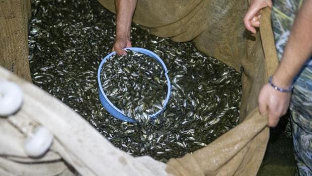 Bolu`da üretilen 1 milyondan fazla balık yavrusu Ankara`daki baraj ve göletlere bırakılacak