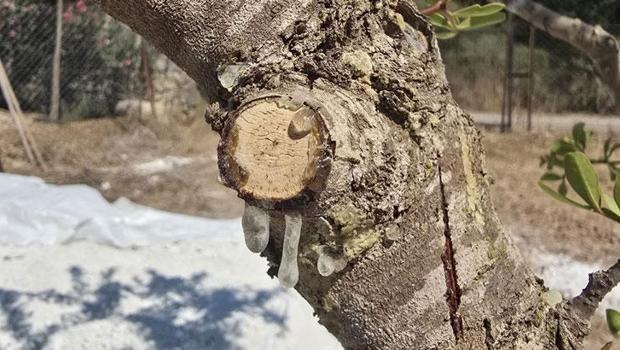 Muğla`da sakız üreticileri 11 yıllık emeğin karşılığını alıyor