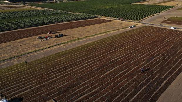 Sultani çekirdeksiz üzümde hasat sonrası kurutma telaşı yaşanıyor