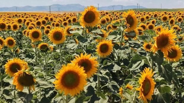 Ayçiçeği üreticisinin yüzü rekolte artışı beklentisiyle gülüyor