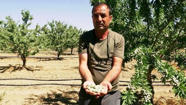 Hobi olarak başladığı badem yetiştiriciliğinde 20 bin ağaca ulaştı