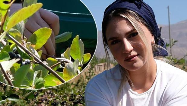 `Süper meyve` için siparişlere yetişemiyor! 5 yıl önce tesadüfen tattı, şimdi çiftlik sahibi