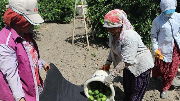 Tarlada 6-7 TL, markette 60-70 TL! Tam 10 kat fiyat farkının nedenini açıkladı