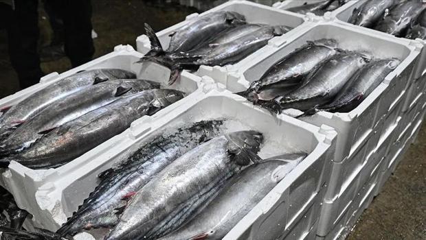 İstanbul`da balıkçılık sezonunda tezgahlara bolluk geldi
