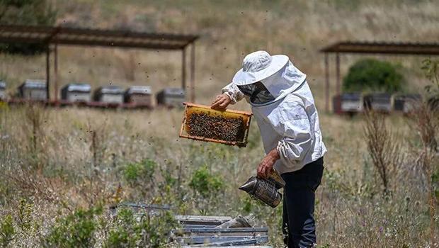 Bal üreticisi 4 yıl önce aldığı öneri ile yola çıktı: 2 altın madalya kazandı