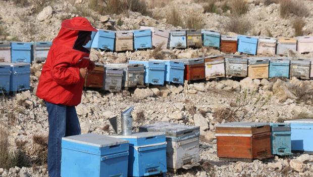 Babası öğretti, devlet destekledi: 250 kovandan 1000`e çıktı