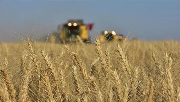 TİGEM 4 bin 427 ton mahsul buğday satacak