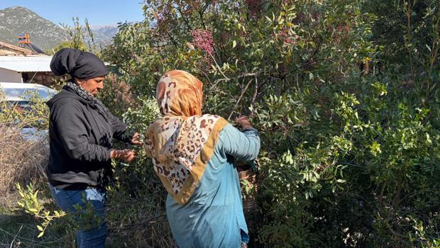 Dağdan topluyorlar, kilosunu 300 yağını 1200 liraya satıyorlar! Posası bile para ediyor
