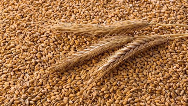 TİGEM 2 bin 116 ton mahsul buğday satacak