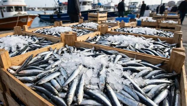 Hamsi ihracatı yüzde 20 arttı