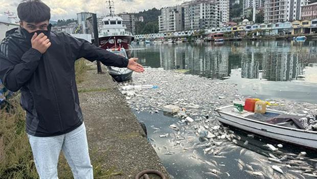 Palamut skandalı! Vatandaşlar isyan etti: `Kokudan evde yatamıyoruz!`