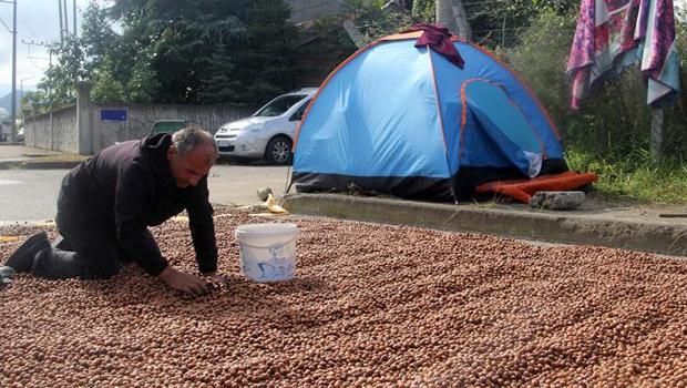 Çürüme sonrası üreticiler zorda! `Fındık göçü` başladı
