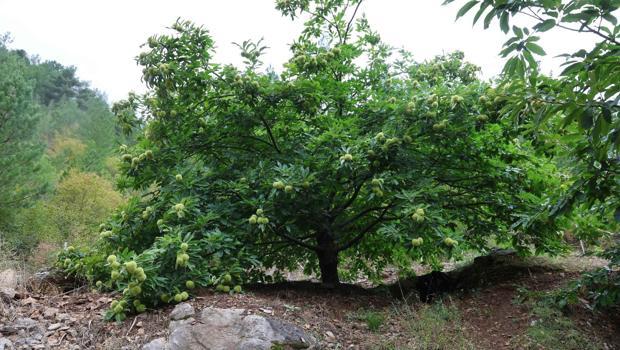 Adana`da 1200 rakımda yetiştirdi! Şimdi diğer çiftçiler de gözünü bu ürüne çevirdi