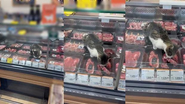 Kasap reyonunda et yiyen kedi! Zincir markete hijyen cezası