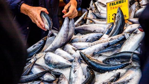 Karadeniz`de `palamut` korkusu! `Önüne ne gelirse yiyor`