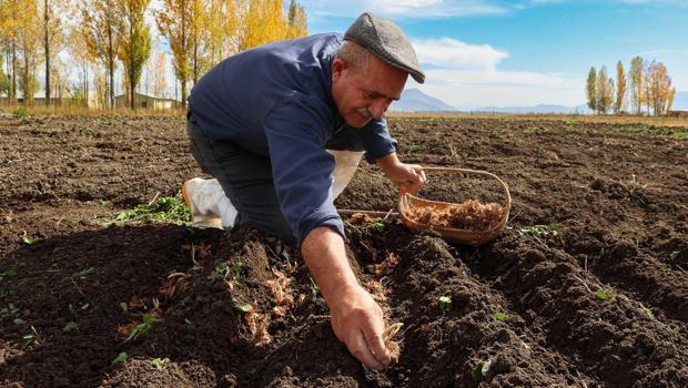 200 metrekarede başladı, 2 dönüme çıktı! 15 günde üretiliyor: Kilosu 950 bin lira