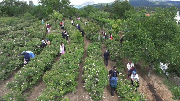 Gül çiçeği taban fiyatı 95 lira olarak belirlendi